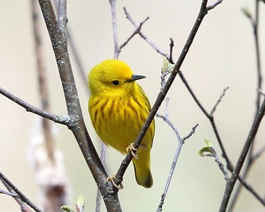 Yellow Warbler - Setophaga petechia by tcmurray74 is licensed under CC BY-NC 2.0
